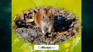 "Луг", Окружающий мир 4 класс ч.1, с.54-60, Планета знаний.