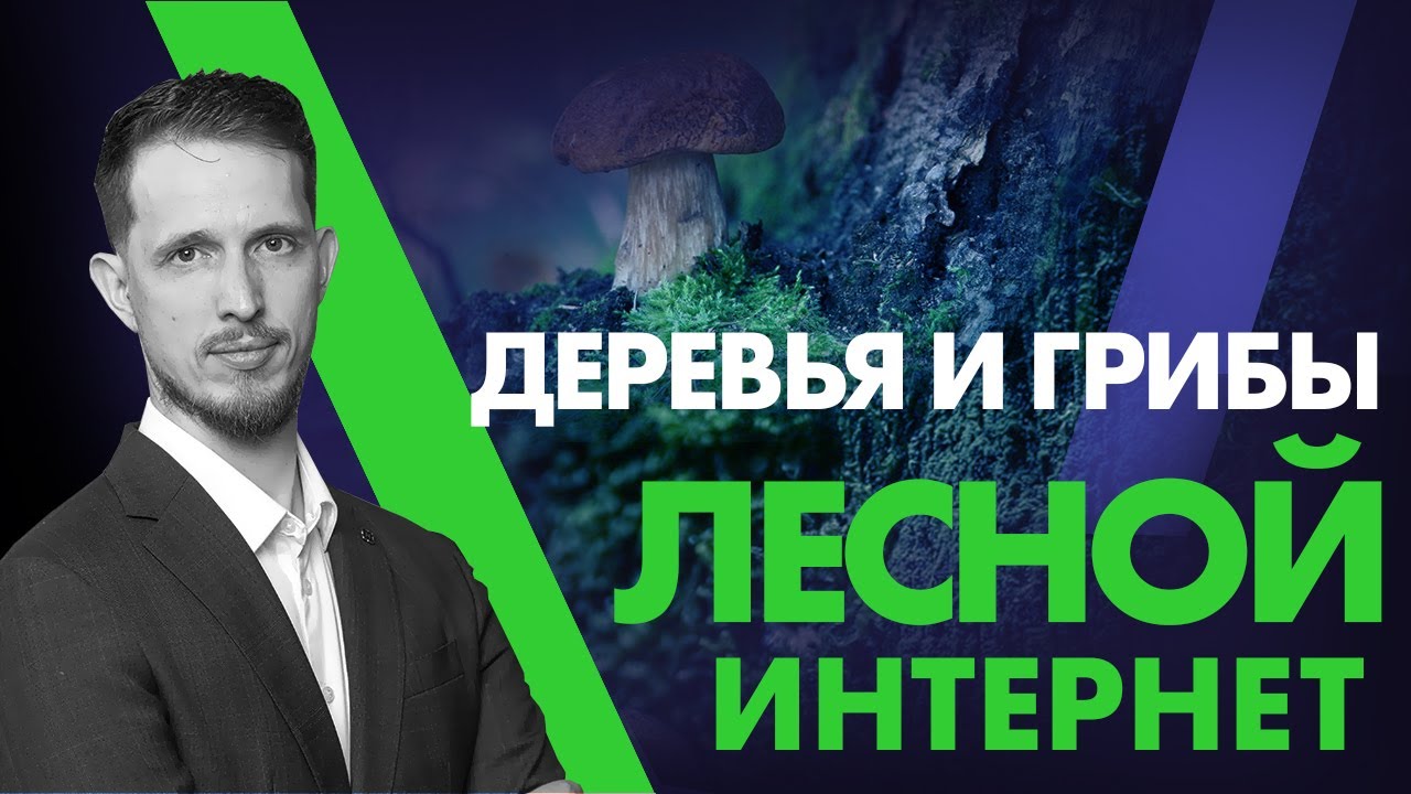 интернет лесной. петяярви грибы. интернет лесной. лессо. интернет лесной.