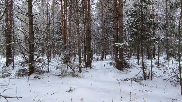 Заснеженный лес. ч.1. Декабрь 2023