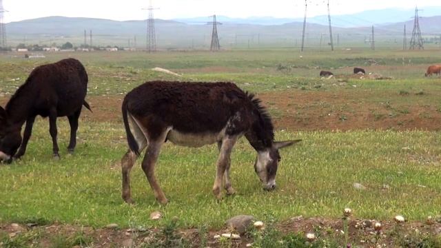 Грузия своим ходом. Заблудились в Рустави. Индустриальные районы Рустави. Наследие Совка