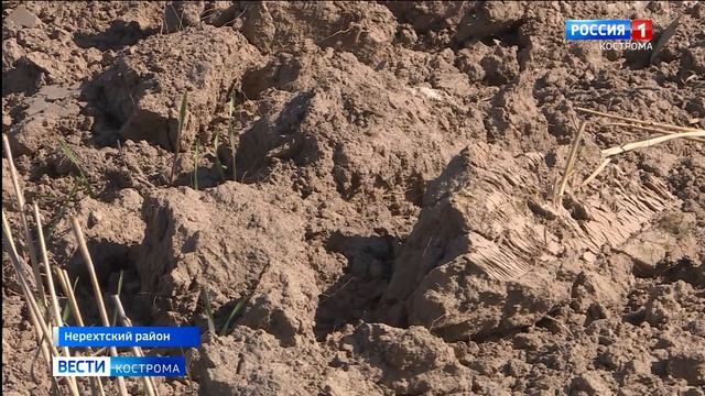 Современная техника помогает костромским аграриям увеличивать посевные площади под озимые