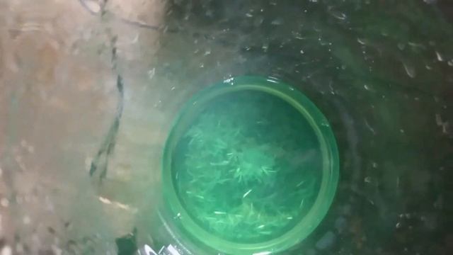 17 02 2021 Золото из пепла Как НЕ надо делать смотреть онлайн