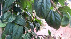 Где жить в Аргентине? Посадас -- город в тропическом раю!