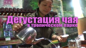 Дегустация чая