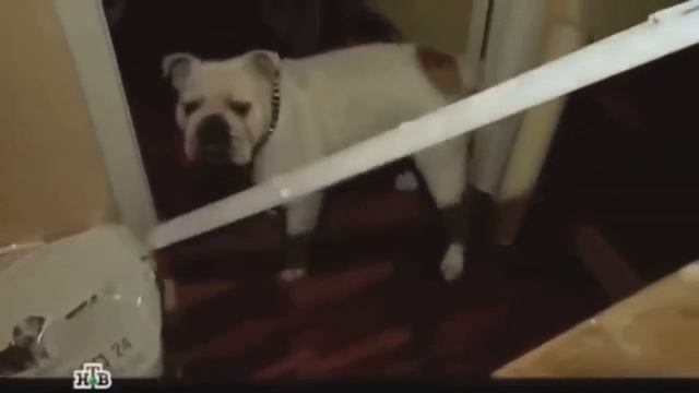 Стас Барецкий упал с лестницы и пернул! смотреть онлайн