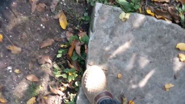 ОКТЯБРЬ В САДУ / СОБИРАЮ ГРЕЦКИЕ ОРЕХИ/ Спеет винный виноград/ Укрепил опоры под виноград/ НАША ДАЧ смотреть онлайн