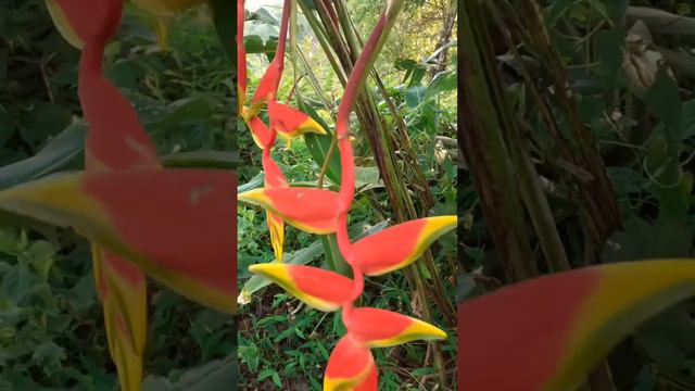 Strelitzia sp. (Bird of Paradise plant)🌿 смотреть онлайн