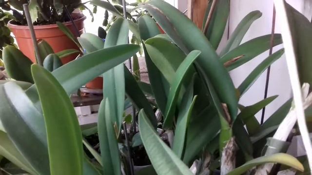 При покупке камбрий каттлей должно быть не мньше 3-4 бульб смотреть онлайн