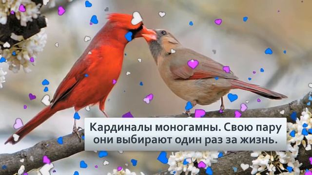 Красный кардинал Яростная птица, которая атакует даже своё отражение