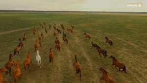 Мария Грай ролик к 80 летию Краснодарского края