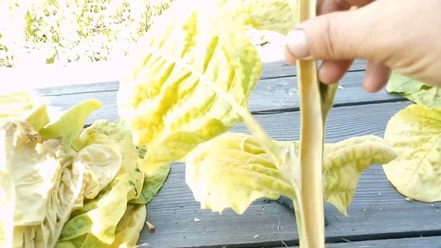 Раскалывание махорки, чистка сердцевины.