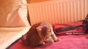 пикси-боб котенок девочка Златка, возраст 2 месяца