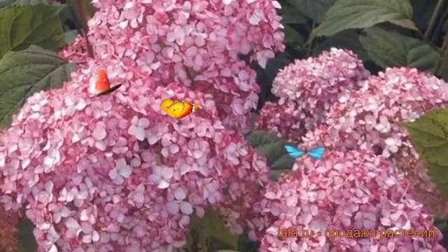 Гортензия древовидная Мэджикал Пинкербелл ? обзор: как сажать, саженцы гортензии Мэджикал Пинкербел смотреть онлайн