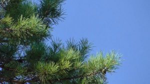 Настрой Академика Сытина Г Н  Возрождение Новых здоровых корней зубов  Для женщин