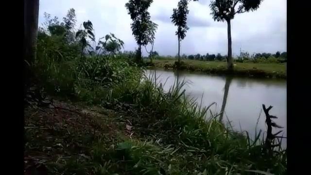 STRIKE TAWES JUMBO umpan hanya karet bungkus nasi | big java barb landed смотреть онлайн