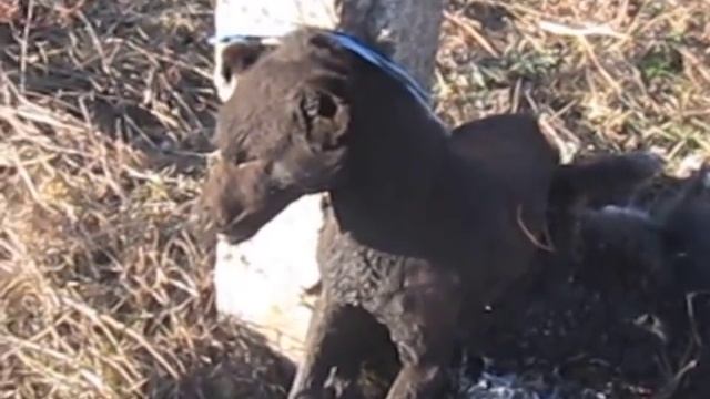 живодёры(knacker, flayer,) смотреть онлайн