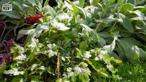 Лучшие теневые растения ? ГЕЙХЕРЫ ? Особенности выращивания