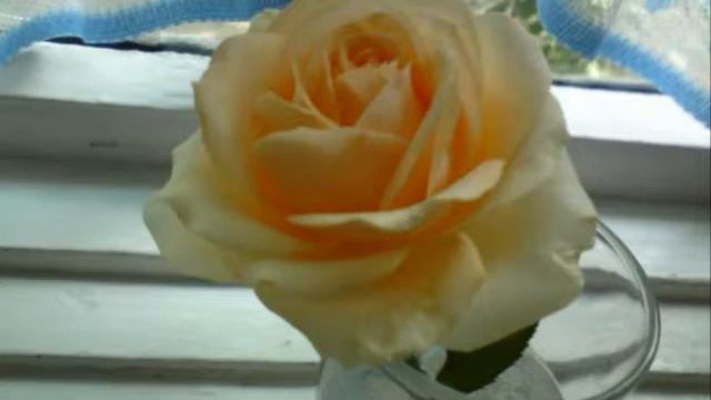 У меня не стоит твоя роза в стакане смотреть онлайн