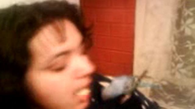 Обнаглевший попугай смотреть онлайн