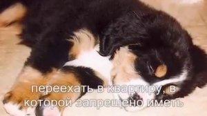 САМАЯ ГРУСТНАЯ ИСТОРИЯ ПРО СОБАКУ!?До Слёз!!!???