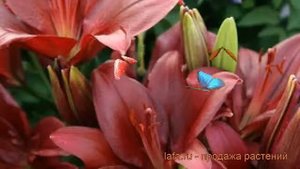 Лилия ла-гибрид Атакама (lilium atacama) ? лилия Атакама обзор: как сажать луковицы лилии Атакама
