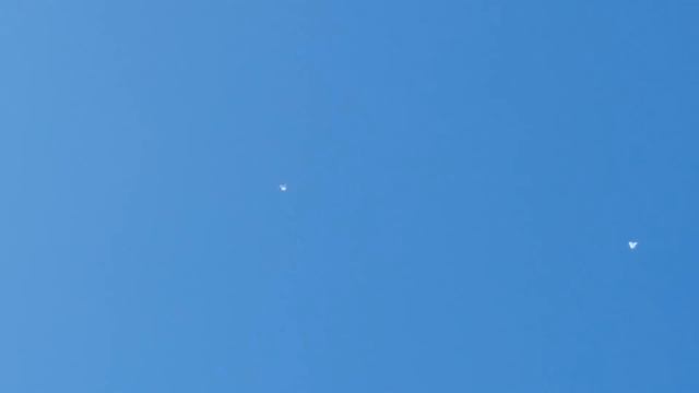 Николаевские голуби. Pigeons/ Белые. КРЫМ смотреть онлайн