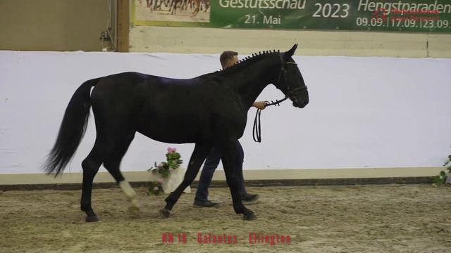 KN 16 v. Galantus - Ellington смотреть онлайн