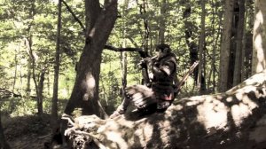 Iorveth Playing Stella Splendens