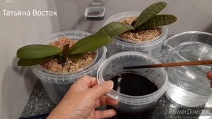 Фитоспорин-к! Профилактический полив!