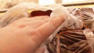 Выращиваем гардению, мирт, утесник, баклажаны из семян в домашних условиях симбиоз, уральский дачни