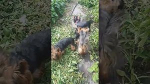 Щенок от вязки  Йоркширский терьер плюс Бивер