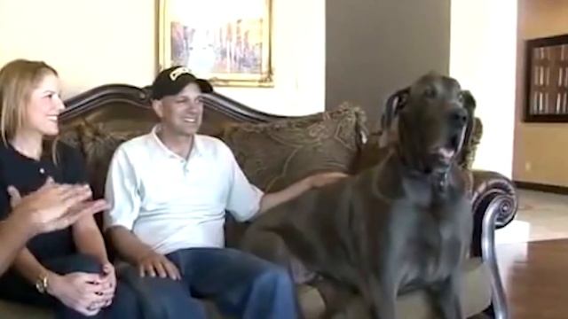 ТОП 5 ОЧЕНЬ АГРЕССИВНЫХ СОБАК смотреть онлайн