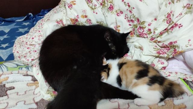 котёнок