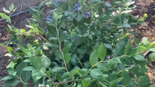 ГОЛУБИКА Торо, третий год смотреть онлайн