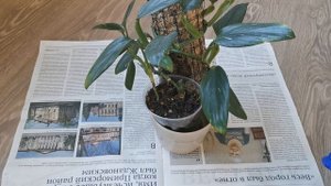 Видео 49. Перевалка филодендронов Золотой Крокодил и Кобра Вар