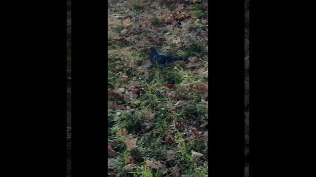 Одна очень страшная история. смотреть онлайн