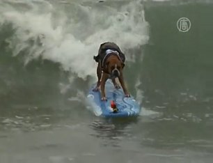 Cоревнования по собачьему сёрфингу прошли в Калифорнии