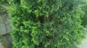кипарисовик Купрессоципарис Лейланда Голд Райдер .