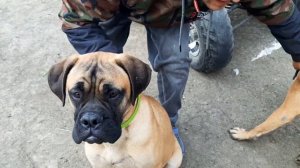 Бульмастифы 7 месяцев