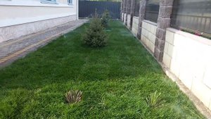 Роторные дождеватели для вашего газона + пруд