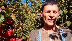 О сроках посадки. Когда лучше приобретать и сажать плодовые культуры осенью . Мнение профессинала