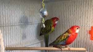 Parrots Rosella sing bird's songs.