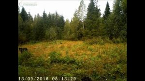 ID2865/Заповедник Кологривский лес/Медведи