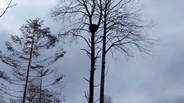 Вологодская область Устюжский район Посадка саженцев сосны Быт и подготовка делянки к посадкам.