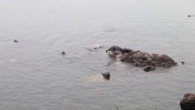 Байкальская нерпа на Ушканьих островах смотреть онлайн