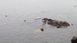 Байкальская нерпа на Ушканьих островах