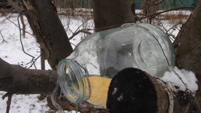 Как накормить синичек в саду зимой смотреть онлайн