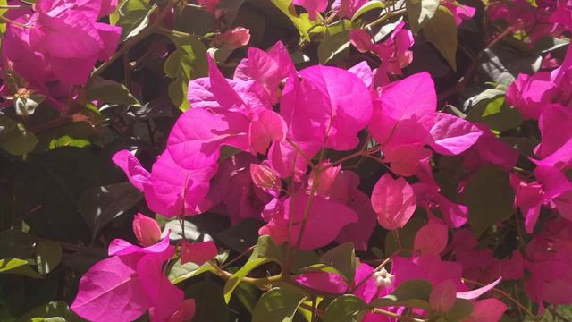 Fausto Papetti "Petite-fleur" смотреть онлайн