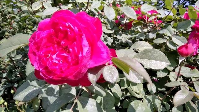 Лучшие английские розы: Falstaff, Benjamin Britten, Leonard Dudley Braithwaite, Fisherman's Friend смотреть онлайн