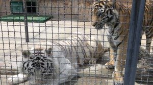 Белый тигр! White tiger! Тайган